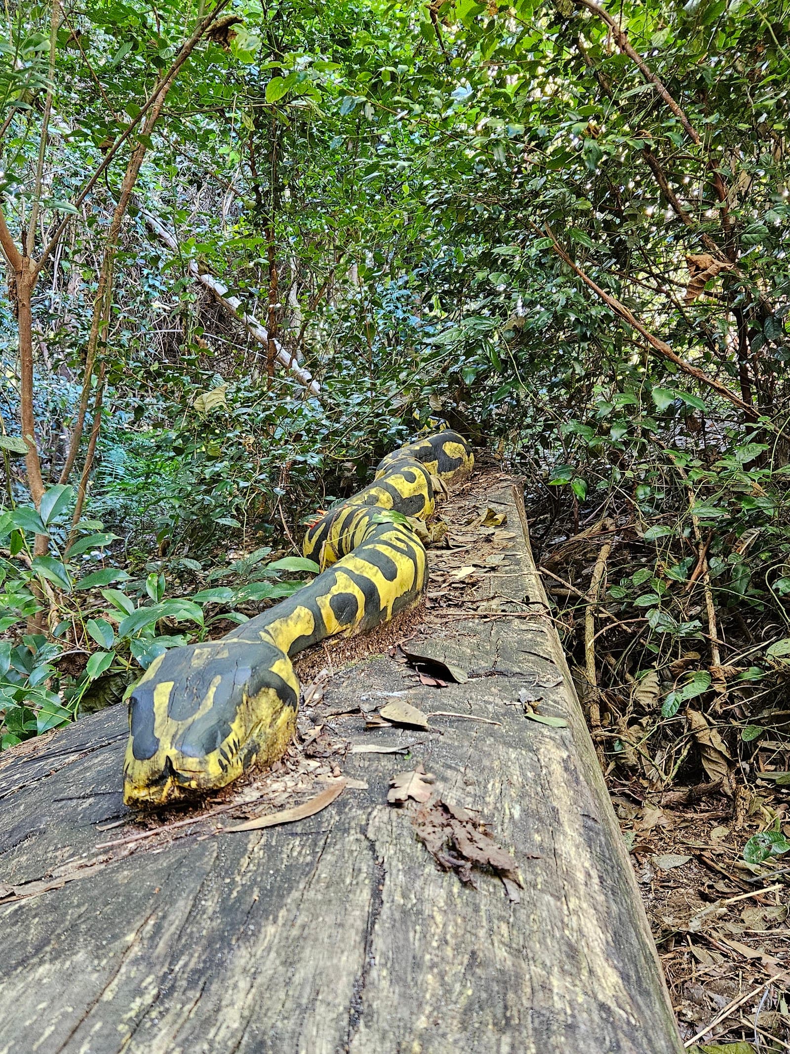 Yaroomba Bushland Park — Kawana Waters, Sunshine Coast