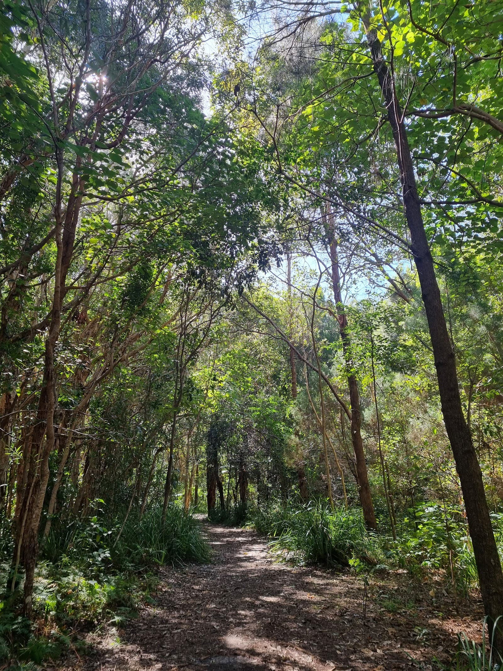 Yaroomba Bushland Park — Kawana Waters, Sunshine Coast