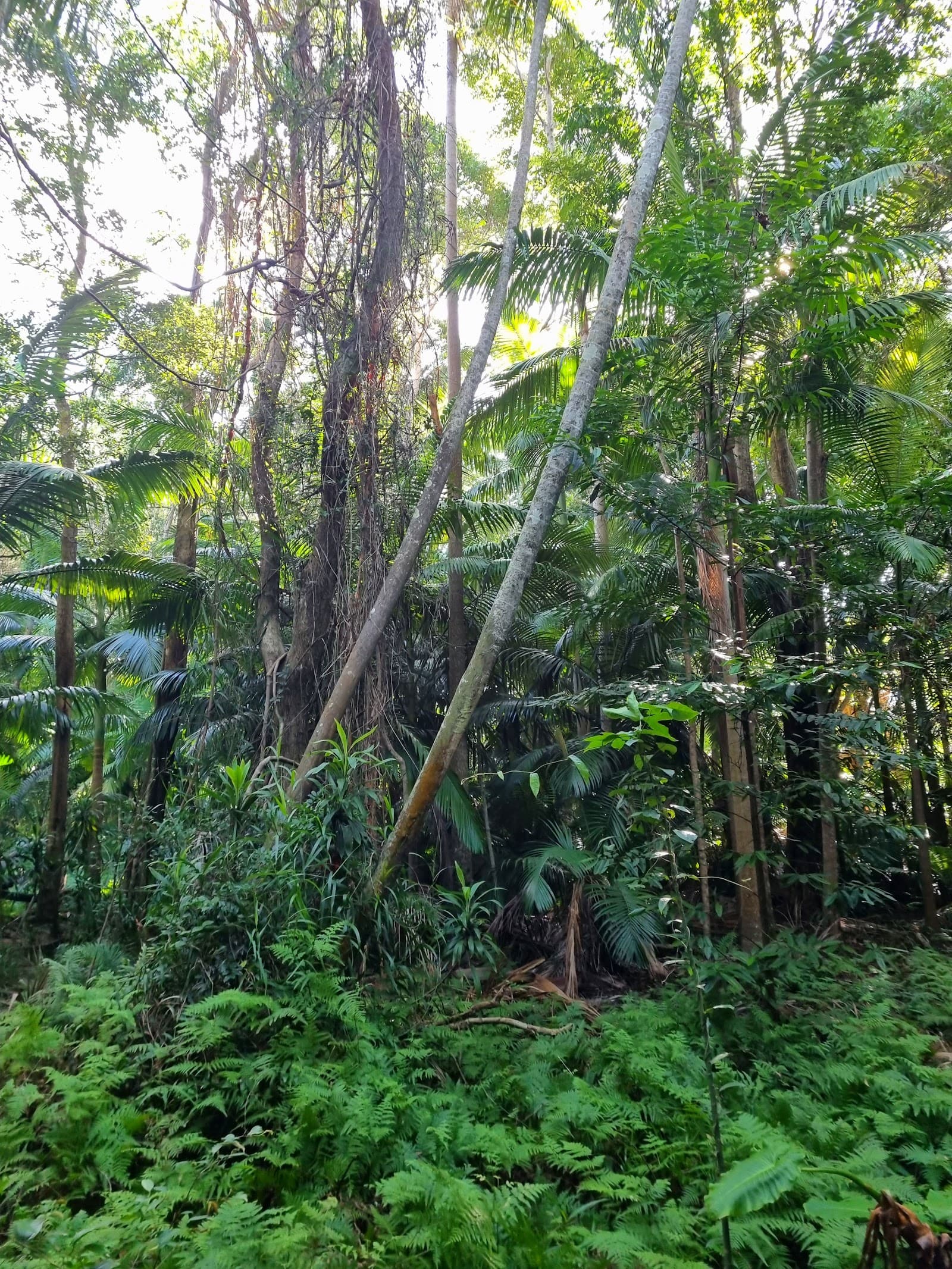 Yaroomba Bushland Park — Kawana Waters, Sunshine Coast