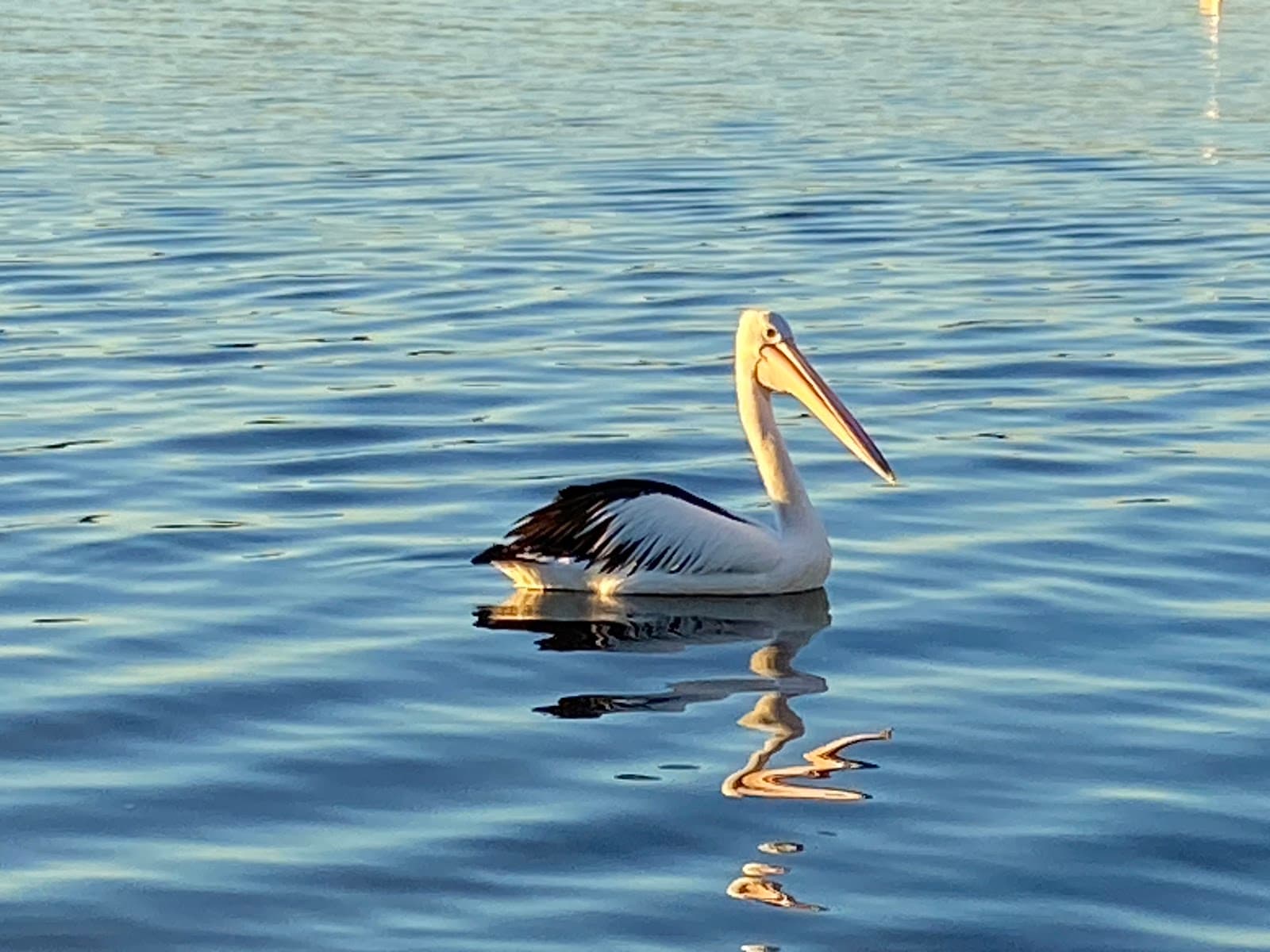 Noosaville Foreshore — Noosaville, Sunshine Coast