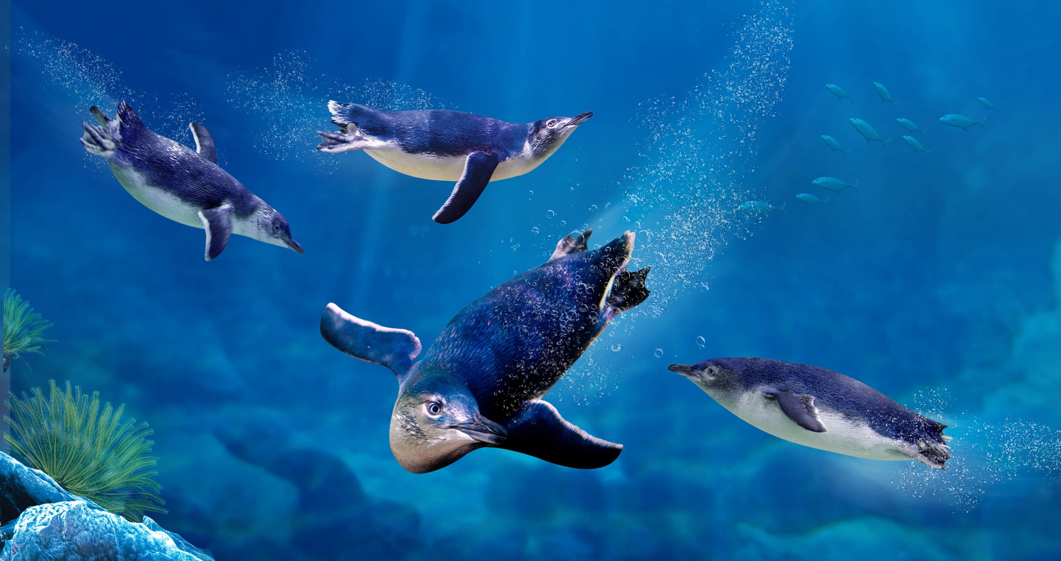 SEA LIFE Sunshine Coast Aquarium