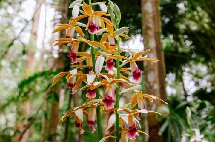Maroochy Regional Bushland Botanic Garden